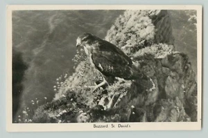 POSTCARD BUZZARD BIRD OF PREY. ST DAVIDS RPPC - Picture 1 of 2