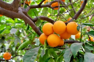 4 California Navel Orange Fruit Tree Scions Cuttings 6-8in for Rooting/Grafting - Picture 1 of 1