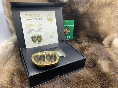 PUMA Game Track Corzo "Doble Pista" Latón Sólido con Certificado de Autenticidad en Vitrina Foto 1 de 4