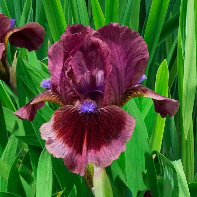 Xplosionseeds:  Bearded Iris Rhizome | Solar Flare - Image 1 of 1