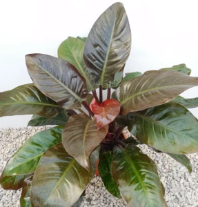 Philodendron Imperial Red rare live house plant - Picture 1 of 18
