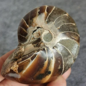 192g natürlicher Ammonit nautilus fossiler Kristall Probe Heilung B916 - Bild 1 von 8
