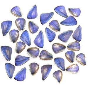 blue 20 pcs REAL insect BUTTERFLY wing material DIY artwork jewelry #7 - Picture 1 of 2