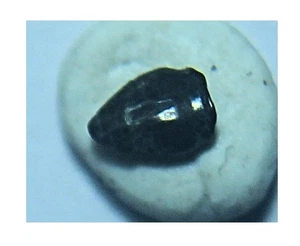 Rare English Wealden Crocodilian Tooth - Picture 1 of 4