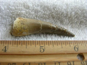 Dinosaur fossil tooth Pliosaurus Jurassic Marine reptile RARE 2 inch CCP32 - Picture 1 of 2