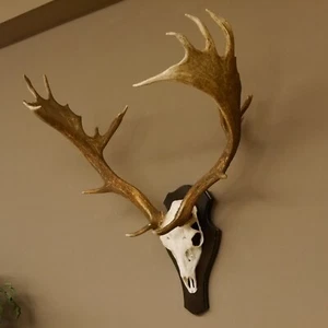 Damhirsch stärkeres Geweih H 84 cm Trophäenschild Dam Hirsch Hirschgeweih 72.510 - Bild 1 von 10