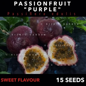Sweet Purple Passionfruit, Passiflora edulis x 15+ Seeds - Picture 1 of 6