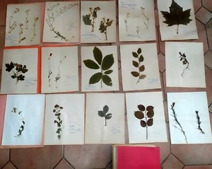 60 planches d'herbier ancien scolaire des années 50's - Imagen 1 de 4