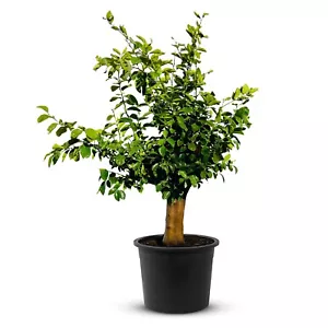 Tropictrees - Zitrusbaum - Limettenbaum - Citrus Aurantifolia-Gesammthöhe 180 cm - Bild 1 von 7