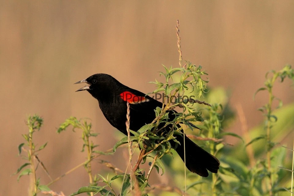 Foto de mirlo alado rojo - varios tamaños Foto 1 de 1