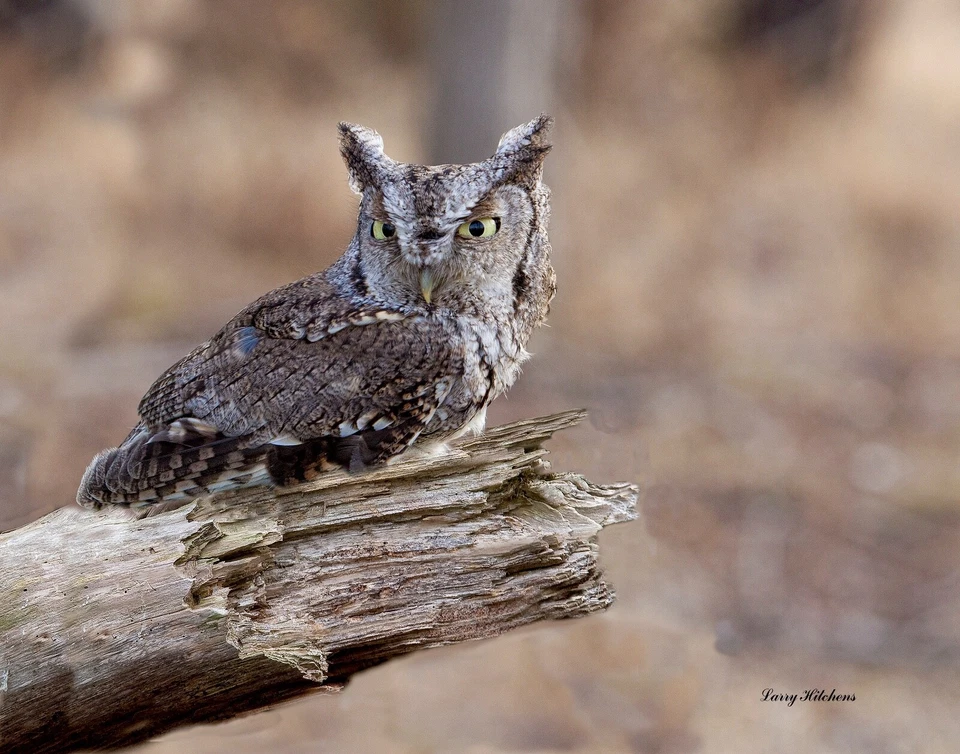 Screech Owl  on Limb Photo print 8-1/2" X 11" - Image 1 of 1