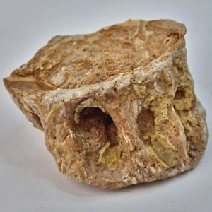 Xiphactinus Vertebra Fish Fossil - Niobrara Chalk Fm. - KS - Cretaceous - Picture 1 of 9