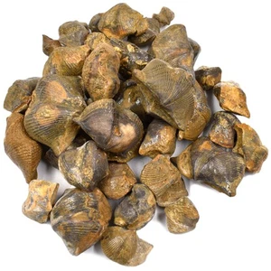  Dinosaurier Handwerk Klassenzimmer Zubehör Brachiopod Dekoration Schreibtisch Ornament - Bild 1 von 11