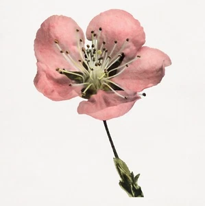 13383.Wall Decor Poster.Watercolor art.Room Interior design.Kitchen.Apple flower - Picture 1 of 1
