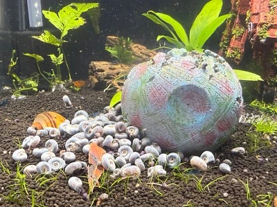 10+ caracoles vivos Blue Ramshorn caracol de acuario de agua dulce Foto 1 de 4