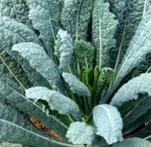 4000 Lacinato Kale Seeds, Italian Dinosaur Kale, NON-GMO, LONG  - (4,000 Seeds) - Picture 1 of 3