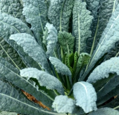 2000 Lacinato Kale Seeds, Italian Dinosaur Kale, NON-GMO, LONG  - (2,000 Seeds) - Image 1 of 3