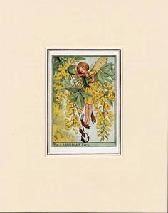 LABURNUM FLOWER FAIRY Original Vintage 1940's Cecily Mary Barker Print Mounted - Picture 1 of 1