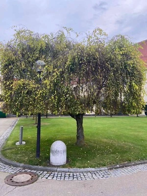 Betula pendula "Youngii" 190-200cm, Trauerbirke, Hängebirke - Bild 1 von 2