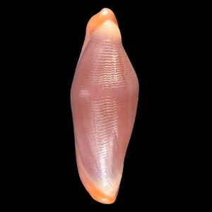 CRENAVOLVA TRAILLII Purple (Bohol Isl., Philippines) 11.4mm #44827 - Picture 1 of 3