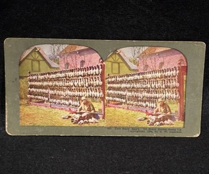 Tarjeta Steroview 198 patos cosechados en 2 días - de colección de Howard Harlan@8 - Imagen 1 de 5