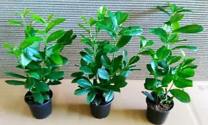 20 Stück Kirschlorbeer - Pflanzen, Höhe: 30-40 cm ab Topf, Prunus laur. Novita - Bild 1 von 1