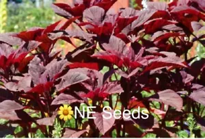 π 100% Genuine Red Amaranth Lal Shag, Lal Shak, Red Spinach, UK Grown FREE SHIP - Picture 1 of 2