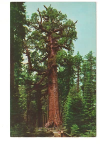 Yosemite National Park The Grizzly Giant Tree - Free Shipping - Picture 1 of 2