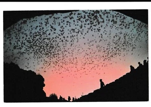 BAT FLIGHT Carlsbad Caverns Nat'l Park Black Pecos River New Mexico NM Postcard - Picture 1 of 2