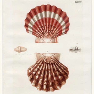 Superb Framed 1757 KNORR Hand-Colored SeaShell Chonchology Engraving SCALLOPS - Picture 1 of 7