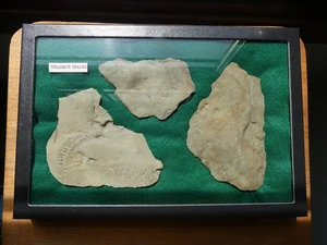 Ichnofossil Trilobite Tracks 3 Piece Assortment in Display - Picture 1 of 12
