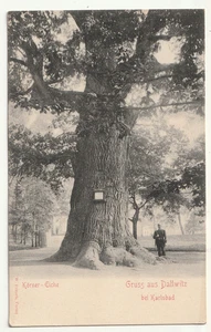 Dallwitz bei Karlsbad , Dalovice , Körner-Eiche , Gruss aus AK 1906 gel. - Bild 1 von 2