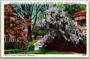 Postal de Charlottesville Virginia años 30 Wistaria Bloom Universidad de Virginia - Imagen 1 de 2