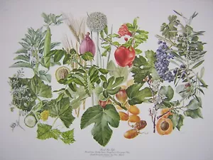 Anne Ophelia Dowden Food For Life Fruit Vegetable Art Print Kitchen Pantry - Picture 1 of 1