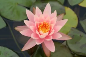 15 COLORADO WATER LILY SEEDS "Nymphaea Lotus" - Picture 1 of 1