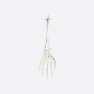 Hand mit Unterarm | Handskelett | Skelett | Lehrmaterial | Medizin - Bild 1 von 1