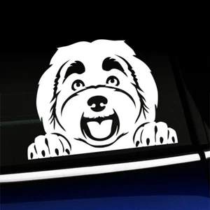 Peeking Havanese - Cute Climbing Dog Window Car Decal - You choose the color - Foto 1 di 26