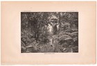 1883 U.S. Geological Survey Engraving ~ Forest Scenery- PUNA ~ Big Island HAWAII