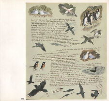 Schöne Vintage Vogel Aufdruck ~ Notizen Auf A Day Süd Stack Sightings