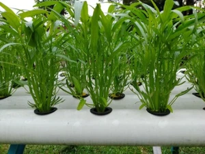 1 Kg water spincach true breed farm vegetable seeds - Picture 1 of 24