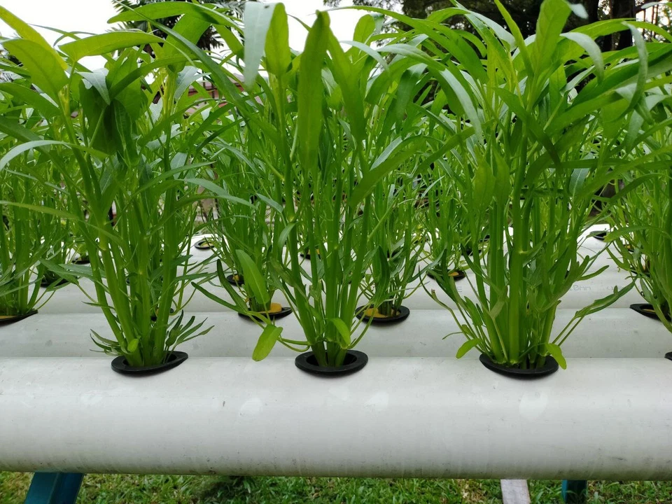  1 Kg water spincach true breed farm vegetable seeds - Image 1 of 4