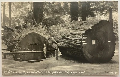 Antique RPPC Richardson Grove CA Massive Cut Redwood Trees Woman Nature Postcard - Image 1 of 2