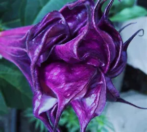 10 Double Queen Rose Angel Trumpet Seeds Flowers Seed Brugmansia Datura 645 USA - Picture 1 of 24