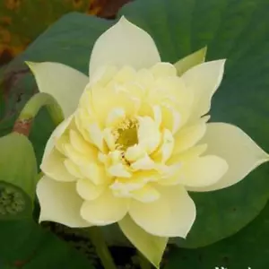 10 Stück Schüssel Lotusblumen Pflanzensamen Für Die Bepflanzung Des Hausgartens, - Bild 1 von 12