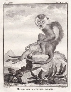 Collar mangabey collar monkeys grabado en cobre Buffon 1780 - Imagen 1 de 1