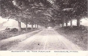 c. 1907 OAKDALE, MA, ROADWAY TO THE MAPLES POSTCARD - Picture 1 of 1