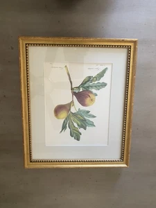 Vintage individuell gerahmter Redoute’ botanischer Figurendruck 13”x 16” Aquarelldruck - Bild 1 von 12