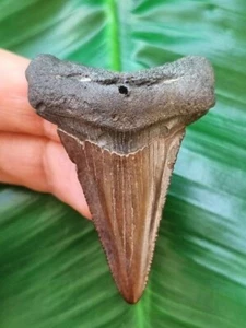 5,4 cm Diente Marrón de Carcharocles Angustidens - Diente de Tiburón Fósil - Imagen 1 de 6