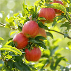 Malus domestica ‘James Grieve' Apple Tree 3-4ft Tall In 6L Pot