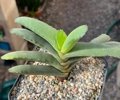 Planta suculenta de cactus Gasteria rawlinsonii Foto 1 de 2